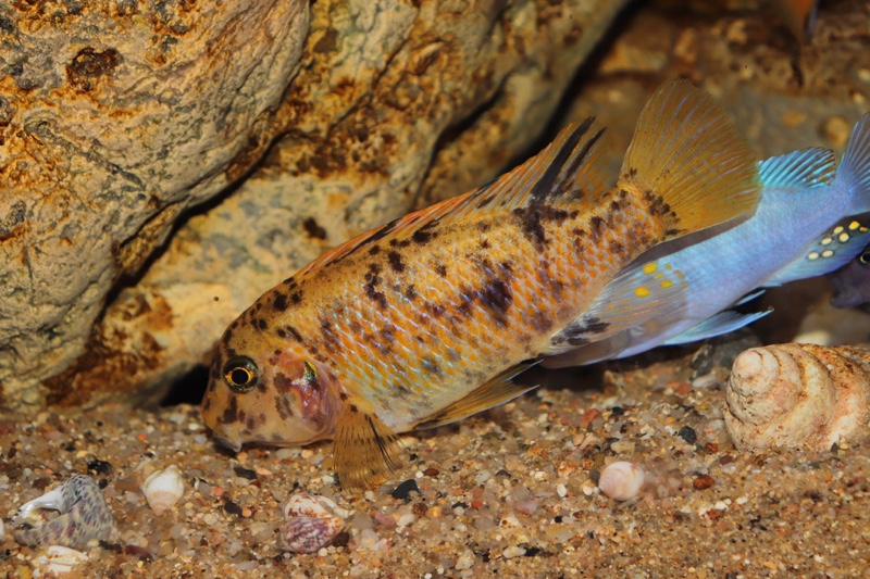 Labeotropheus fuelleborni 'Chimwalani Reef'